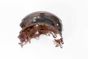 คอมแพ็ค เบรก(Compact Brake) ก้ามเบรกหลัง SRC-2372-000